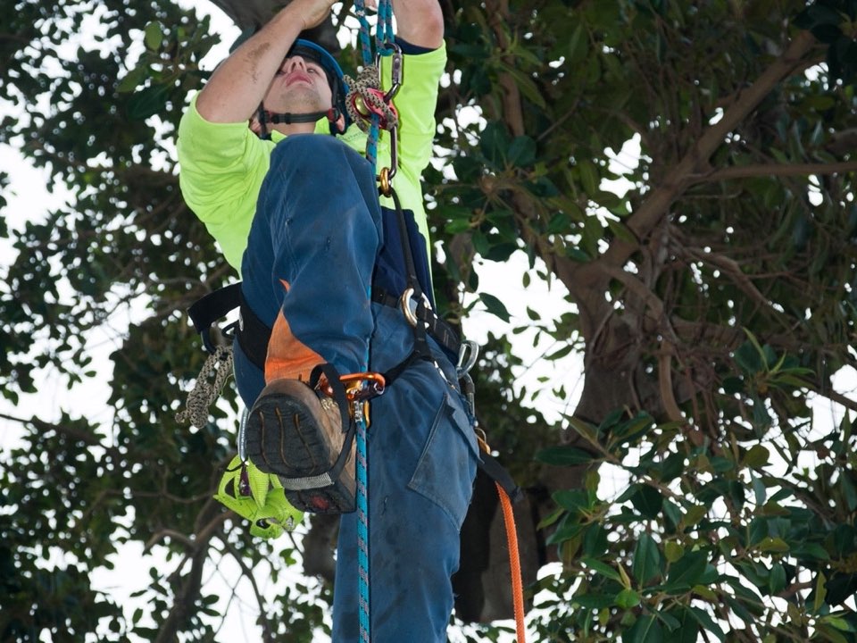 Qualified arborist working in a mature tree during a risk assessment in Renfrewshire