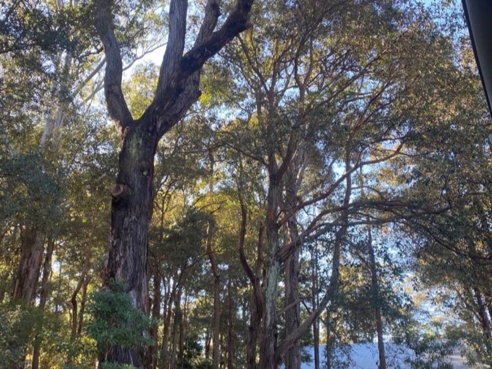 Mature trees in a Renfrewshire parkland setting due for routine re-inspection